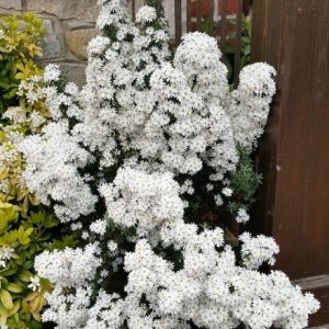 Olearia phlogopappa Spring Bling