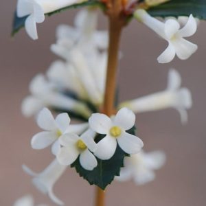 Osmanthus delavayi