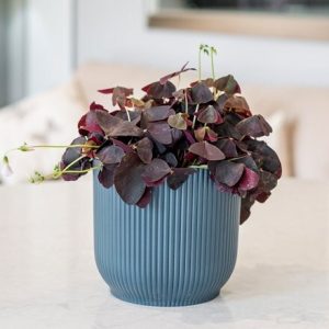 Oxalis triangularis and pot cover