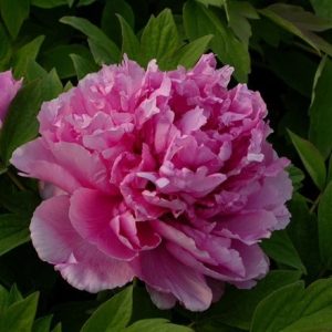 Paeonia × suffruticosa Lu He Hong