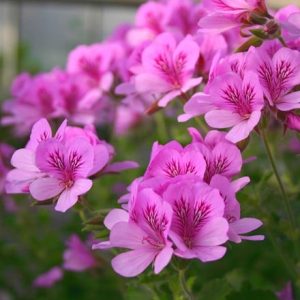 Pelargonium Cola Bottles