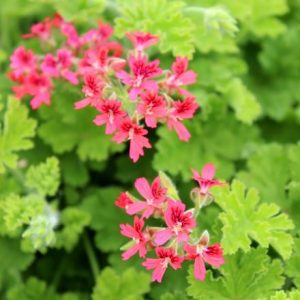 Pelargonium Concolor Lace