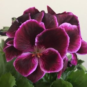 Pelargonium Don Valentino (PBR)