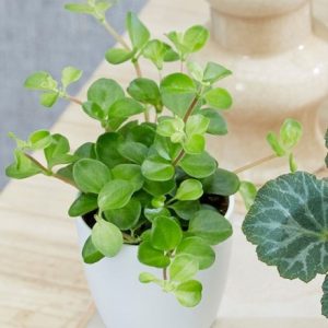 Peperomia Bottle garden / terrarium plant and pot cover