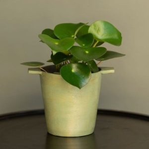 Peperomia polybotrya Raindrop and cast aluminium pot cover