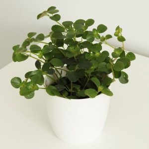 Peperomia rotundifolia