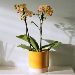 Phalaenopsis El Paso (Yellow)