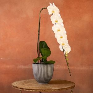 Phalaenopsis Formidablo Yosemite Falls