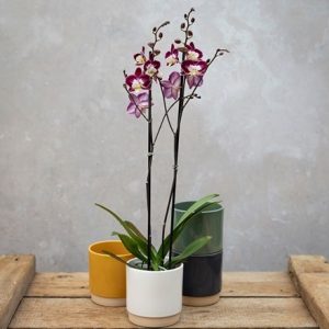 Phalaenopsis Nantes