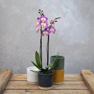 Phalaenopsis Split