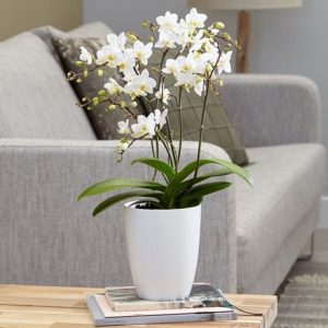 Phalaenopsis White Willd Orchid and pot cover