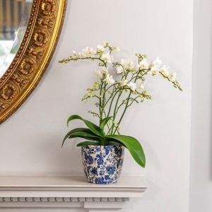 Phalaenopsis White Willd Orchid and pot cover