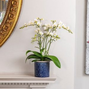 Phalaenopsis White Willd Orchid and pot cover