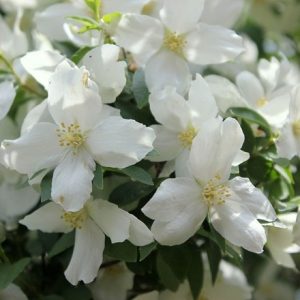 Philadelphus Dame Blanche