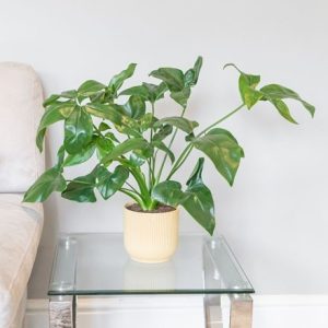 Philodendron Fun Bun