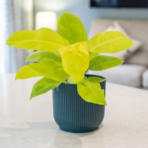 Philodendron Lemon Lime