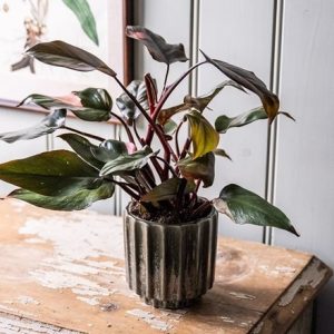 Philodendron Pink Princess