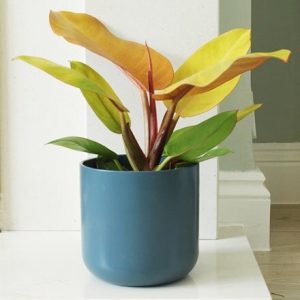 Philodendron Prince of Orange