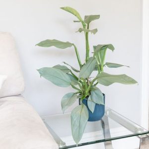 Philodendron Silver Queen