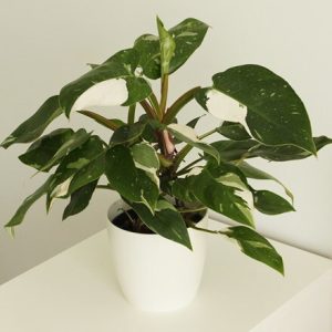 Philodendron White Princess