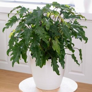 Philodendron xanadu and pot cover