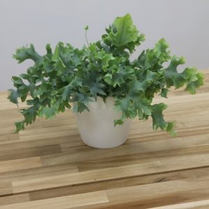 Phlebodium aureum Davana and pot cover