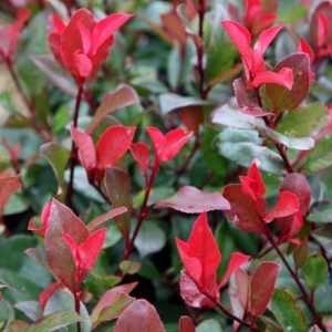 Photinia × fraseri Little Red Robin