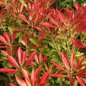 Pieris Forest Flame