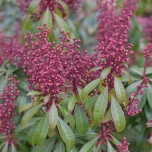 Pieris japonica Bonfire