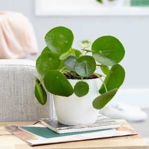 Pilea peperomioides