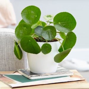 Pilea peperomioides and pot cover