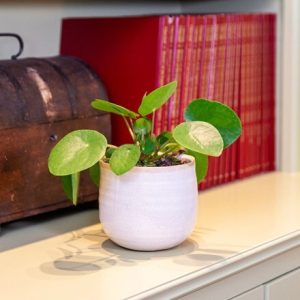 Pilea peperomioides and pot cover