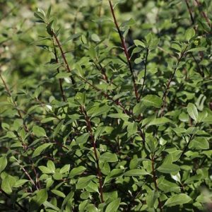 Pittosporum tenuifolium