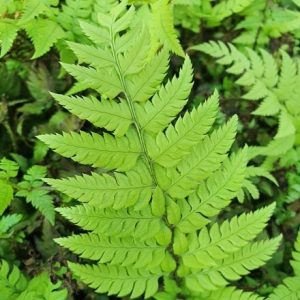 Polystichum rigens