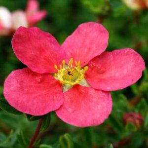 Potentilla fruticosa Danny Boy ('Lissdan') (PBR)