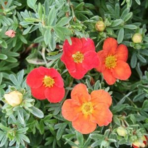 Potentilla fruticosa Marian Red Robin ('Marrob') (PBR)