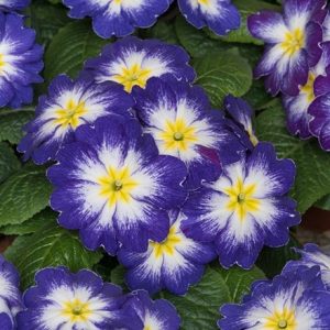 Primula Husky Blue Bicolour (Husky Series)