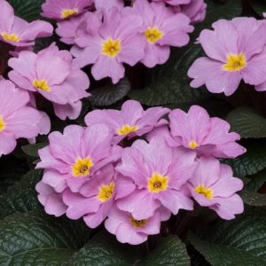 Primula Obsidian Antique Rose