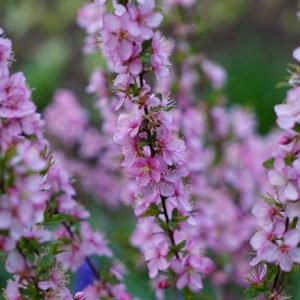 Prunus tenella Firehill