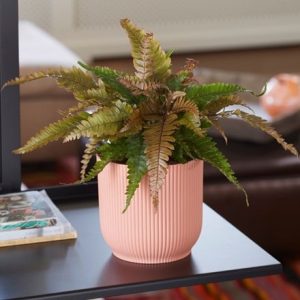 Pteris quadriaurita Tricolor and pot cover