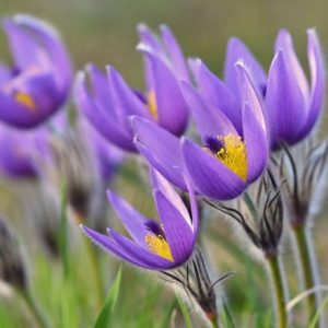 Pulsatilla vulgaris