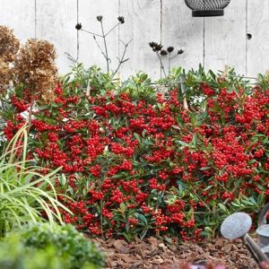 Pyracantha coccinea Red Star (PBR)