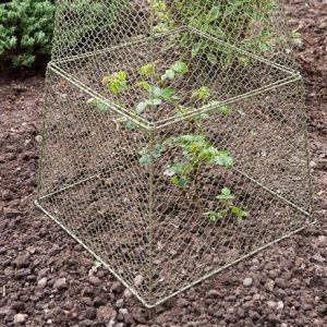 Rabbit proof cloche extension