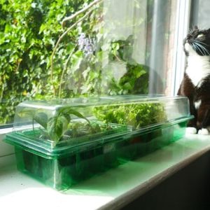 Recycled transparent windowsill propagator