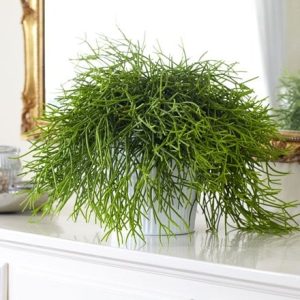 Rhipsalis baccifera and pot cover