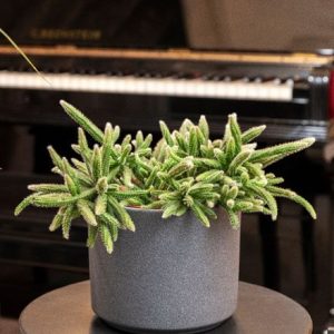 Rhipsalis baccifera subsp. horrida and pot cover