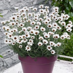 Rhodanthemum Casablanca (Atlas Daisy Series) (PBR)