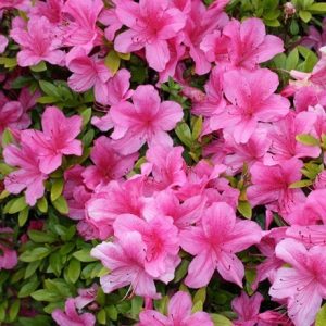 Rhododendron (Aronense Group) Momoko