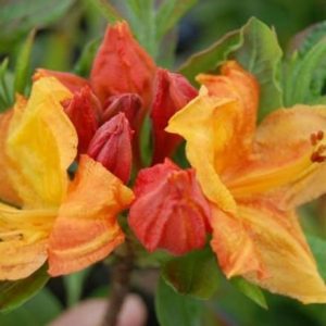 Rhododendron Glowing Embers