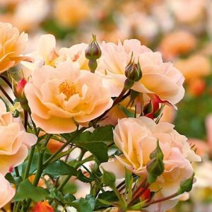 Rosa Flower Carpet Amber ('Noa97400a') (PBR)